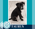 Taurus (Horoscope Pups) 100326 - Male Labrador Retriever-Unknown Mix Dog for Adoption - Small photo