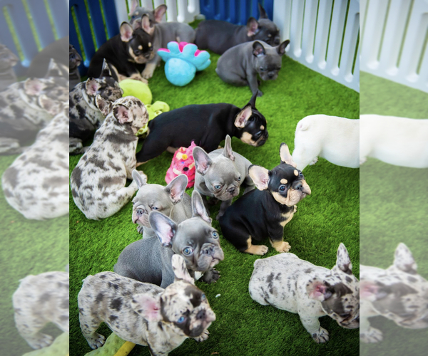 Medium Photo #1 French Bulldog Puppy For Sale in CARROLLTON, TX, USA
