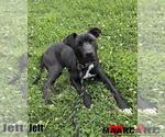 Small #4 Labrador Retriever Mix