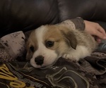 Puppy Tails Pembroke Welsh Corgi