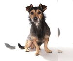 Small #3 Dachshund Mix