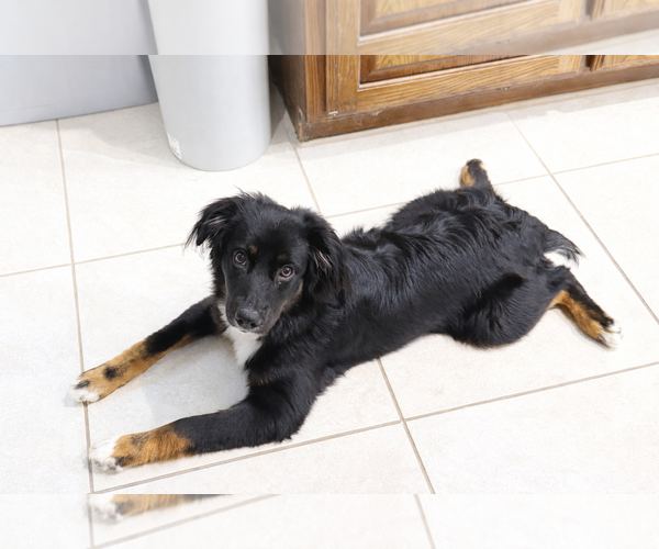 Medium Photo #3 Australian Shepherd Puppy For Sale in Dallas, TX, USA