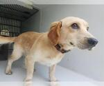 Small Dachshund Mix