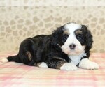 Small #1 Miniature Bernedoodle