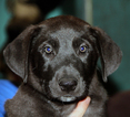 Small Photo #1 Great Dane Puppy For Sale in YELM, WA, USA