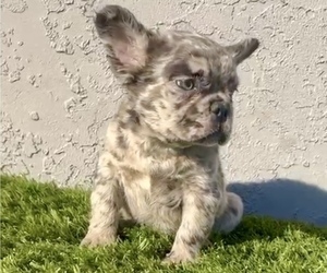 French Bulldog Puppy for sale in NASHVILLE, TN, USA