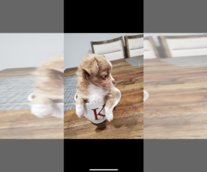 Chihuahua Puppy for sale in WILMINGTON, NC, USA