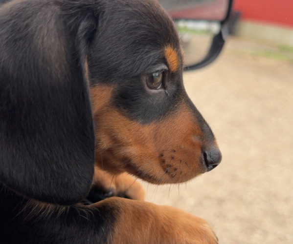 Medium Photo #1 Dachshund Puppy For Sale in MILLSTADT, IL, USA