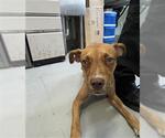 Small Boxer Mix
