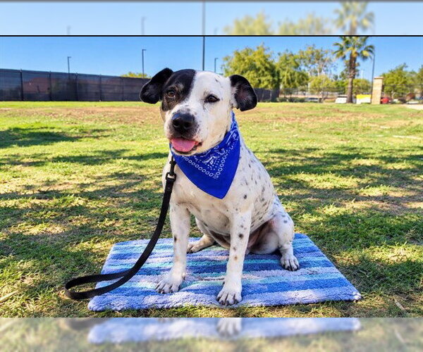 Medium Photo #1 Mutt Puppy For Sale in Orange, CA, USA
