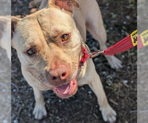 Mutt Dogs for adoption in Martinez, CA, USA