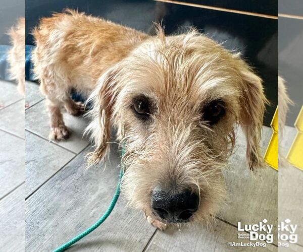 Medium Photo #4 Unknown-Wheaten Terrier Mix Puppy For Sale in Washington, DC, USA