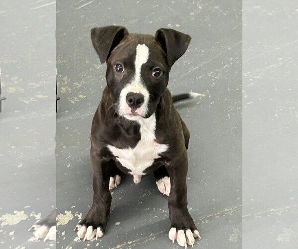 Medium Photo #2 American Pit Bull Terrier-Unknown Mix Puppy For Sale in Hillsboro, MO, USA