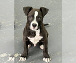 Small #1 American Pit Bull Terrier Mix