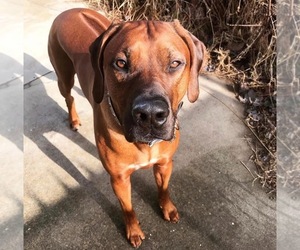 Father of the Rhodesian Ridgeback puppies born on 06/03/2025
