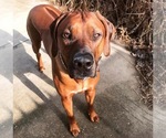 Small Photo #1 Rhodesian Ridgeback Puppy For Sale in MURFREESBORO, TN, USA