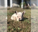 Small Photo #2 French Bulldog Puppy For Sale in HARTVILLE, MO, USA