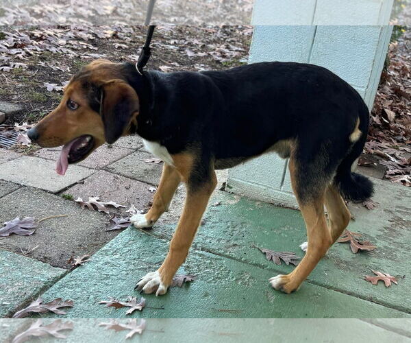 Medium Photo #6 German Shepherd Dog-Unknown Mix Puppy For Sale in Rustburg, VA, USA