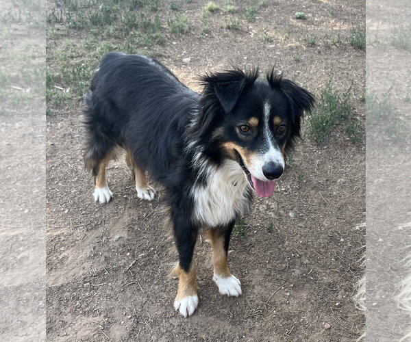Medium Photo #3 Australian Shepherd Puppy For Sale in Denver , CO, USA