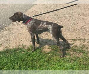 Mother of the German Shorthaired Pointer puppies born on 07/01/2023