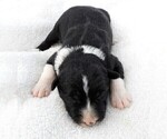 Small Photo #7 Border Collie Puppy For Sale in CARLISLE, KY, USA