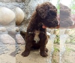 Small #2 Labradoodle