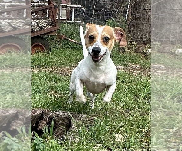 Medium Photo #3 Cheagle Puppy For Sale in Oak Bluffs, MA, USA