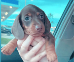 Small Photo #5 Dachshund Puppy For Sale in HUNTINGTON BEACH, CA, USA