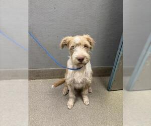 Mutt Dogs for adoption in Las Vegas, NV, USA