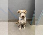 Small Mutt