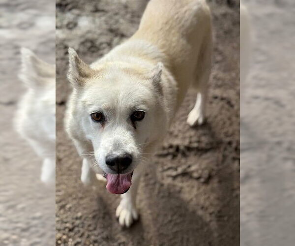 Medium Photo #2 Gerberian Shepsky Puppy For Sale in Riverside, CA, USA