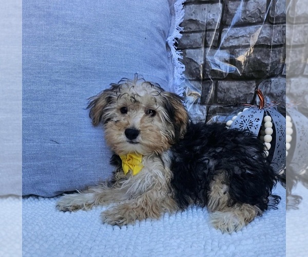 Medium Photo #2 Yorkshire Terrier Puppy For Sale in INDIANAPOLIS, IN, USA