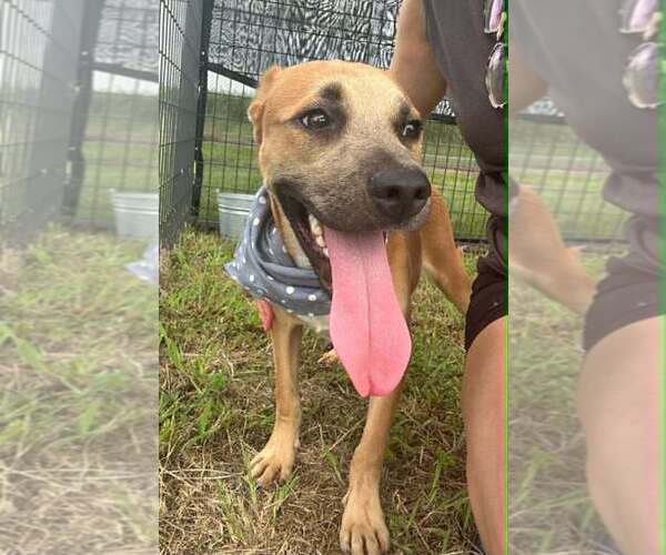 Medium Photo #2 Mutt Puppy For Sale in Abbeville, LA, USA
