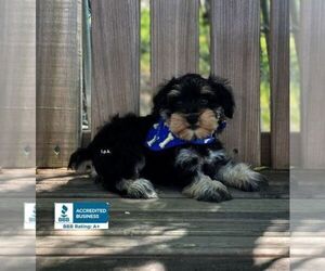 Schnauzer (Miniature) Puppy for sale in WINNSBORO, LA, USA