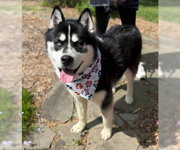 Medium Photo #1 Siberian Husky-Unknown Mix Puppy For Sale in Warrenton, VA, USA