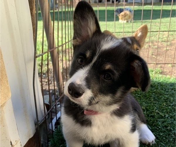 Medium Photo #13 Pembroke Welsh Corgi Puppy For Sale in BURLESON, TX, USA