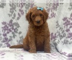 Small Photo #3 Goldendoodle-Poodle (Standard) Mix Puppy For Sale in LAKELAND, FL, USA