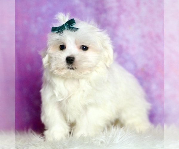 Medium Photo #39 Maltese Puppy For Sale in WARSAW, IN, USA