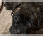 Small Photo #2 Cane Corso Puppy For Sale in COTTAGE GROVE, OR, USA