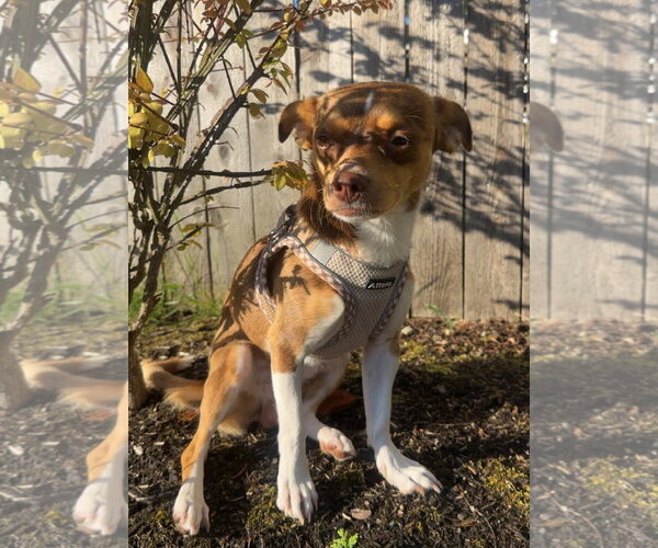 Medium Photo #2 Chihuahua-Unknown Mix Puppy For Sale in Bellevue, WA, USA