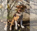 Small #1 Chihuahua Mix