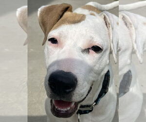 American Bulldog-Unknown Mix Dogs for adoption in Davis, CA, USA