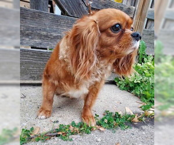 Medium Photo #4 Cavalier King Charles Spaniel Puppy For Sale in Lincolnwood, IL, USA