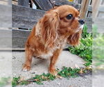 Small #3 Cavalier King Charles Spaniel