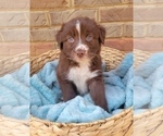 Small Photo #3 Australian Shepherd Puppy For Sale in DOWELLTOWN, TN, USA