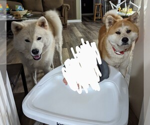 Akita Puppy for sale in PICKENS, SC, USA