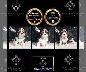 Medium Cavalier King Charles Spaniel