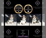 Puppy 11 Cavalier King Charles Spaniel