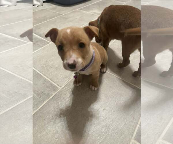 Medium Photo #1 Mutt Puppy For Sale in Holly Springs, NC, USA