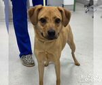 Small #1 Beagle-Retriever  Mix